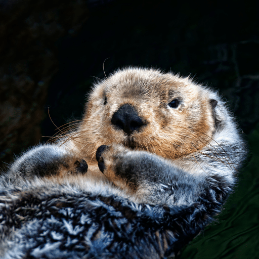 Sea Otter Sounds