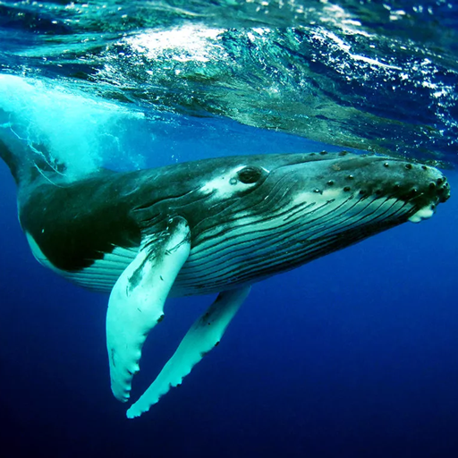 The Humpback Whales