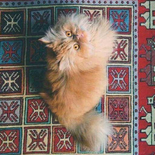 Wallpaper Kucing Persia