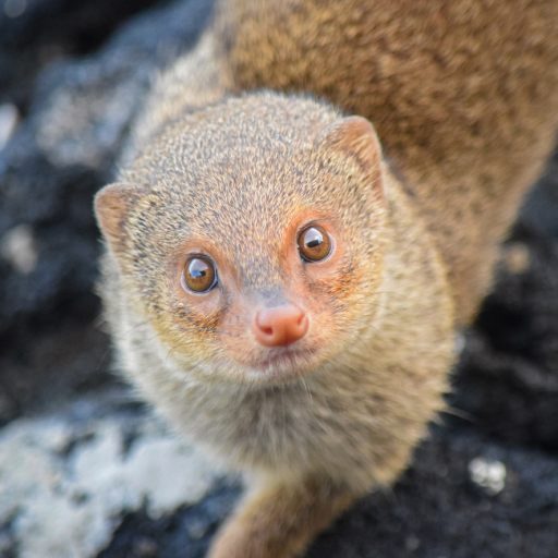 Suara luwak