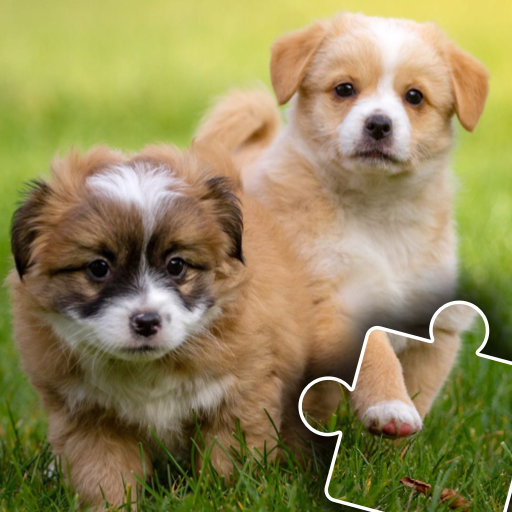 Paws & Claws: Cute Pet Puzzles