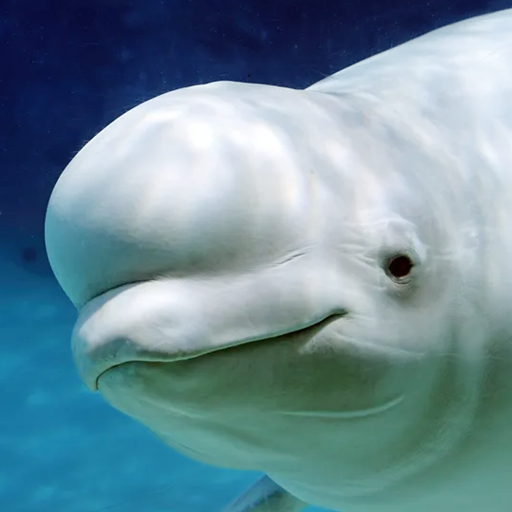 The Beluga Whale