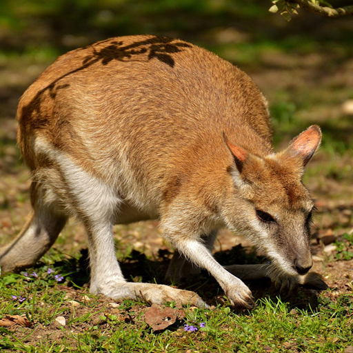 Fond d'écran kangourou animal