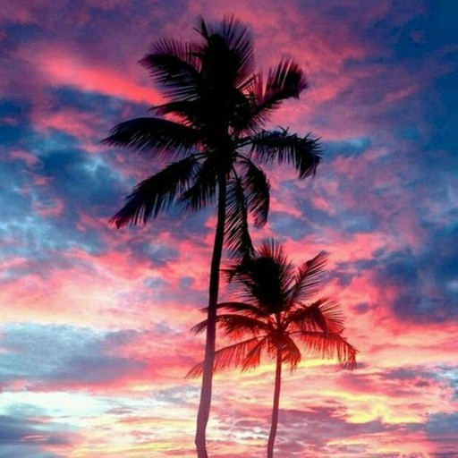 Palm Tree Wallpaper